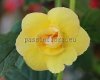 Achimenes DOUBLE YELLOW ROSE